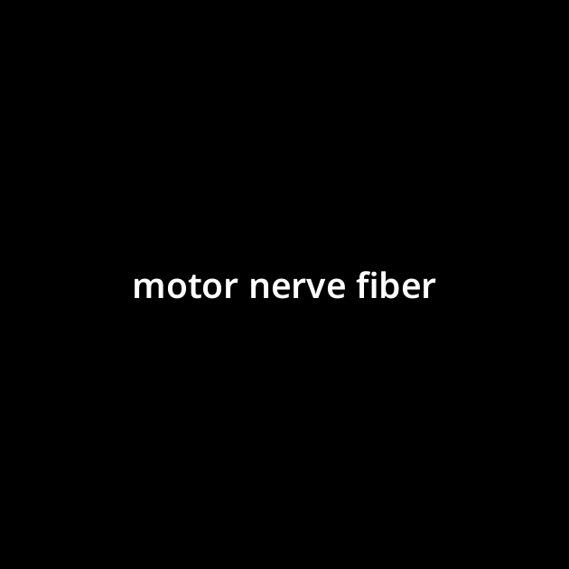 motor-nerve-fiber