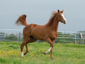 Equus ferus caballus