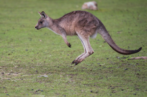 Macropus gigantues