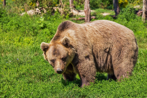 クマの学名